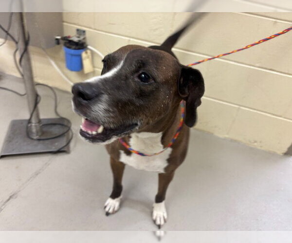 Medium Photo #1 Beagle Puppy For Sale in Sanford, FL, USA