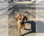 Small Photo #4 Rhodesian Ridgeback-Unknown Mix Puppy For Sale in Denton, TX, USA