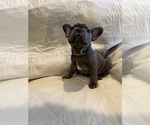 Small #2 French Bulldog