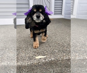 Mother of the Cocker Spaniel puppies born on 04/24/2025