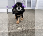 Small Photo #1 Cocker Spaniel Puppy For Sale in RENTON, WA, USA