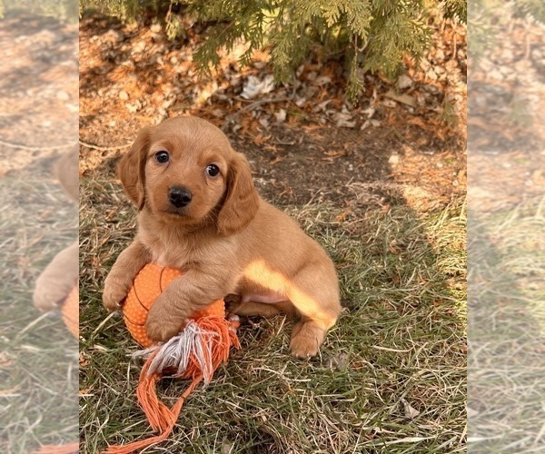 Medium Photo #3 Dachshund Puppy For Sale in MIDDLEBURY, IN, USA