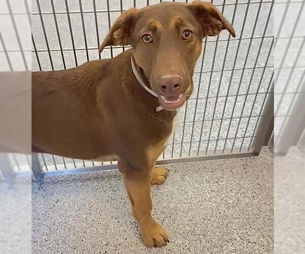 Medium Photo #2 Doberman Pinscher Puppy For Sale in Houston, TX, USA