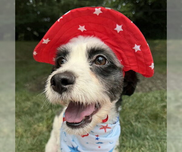 Medium Photo #3 Lhasa Apso-Parson Russell Terrier Mix Puppy For Sale in Arlington, VA, USA