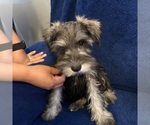 Small #19 Schnauzer (Miniature)