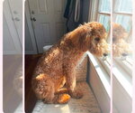 Small Poodle (Standard) Mix
