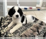 Small Photo #6 English Springer Spaniel Puppy For Sale in CHAPEL HILL, NC, USA
