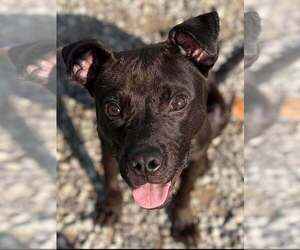 Nacho - Male Labrador Retriever-Unknown Mix Dog for Adoption - Photo #3