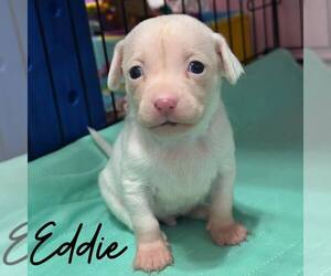 Mutt Dog for Adoption in Newfield, New Jersey USA