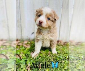 Australian Shepherd Puppy for sale in COOKEVILLE, TN, USA