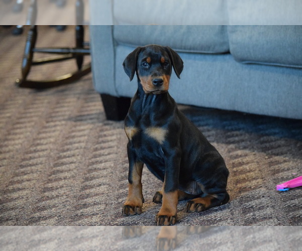 Medium Photo #1 Doberman Pinscher Puppy For Sale in ROBESONIA, PA, USA