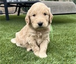 Small #4 Goldendoodle