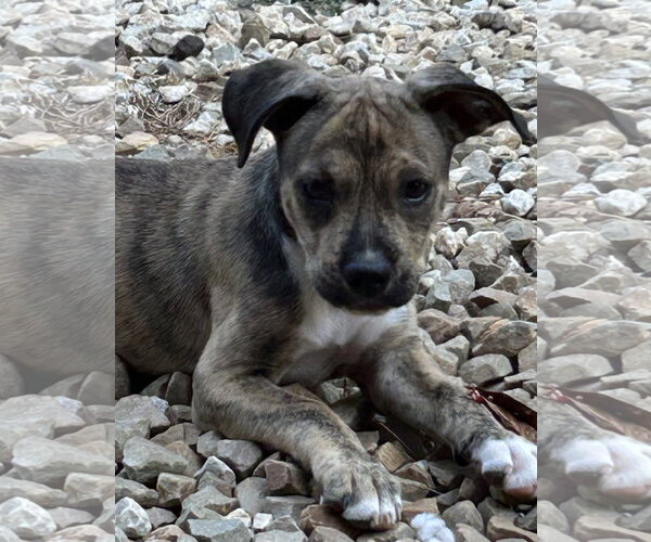 Medium Photo #1 Mutt Puppy For Sale in Rockaway, NJ, USA