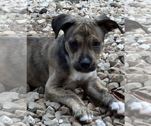 Mutt Dogs for adoption in Rockaway, NJ, USA