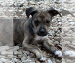 Small Mutt