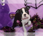 Zellah - Female Boston Terrier Puppy for Sale - Photo #6