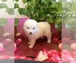 Small Photo #2 Samoyed Puppy For Sale in MONTE VISTA, CO, USA