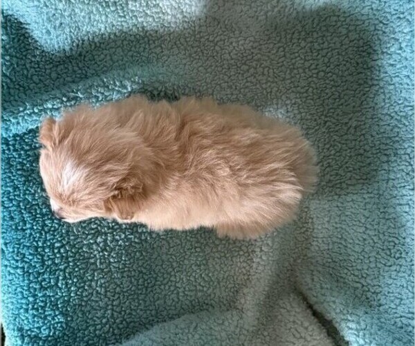 Medium Photo #5 Pomeranian Puppy For Sale in CURTISS, WI, USA