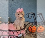 Small Photo #5 Poodle (Standard) Puppy For Sale in TAMPA, FL, USA