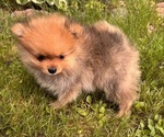 Small #8 Pomeranian