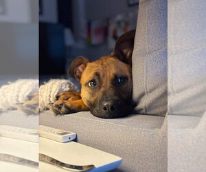 Scooby Doo - Male American Pit Bull Terrier-Unknown Mix Dog for Adoption - Photo #2