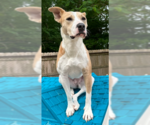 Small #12 American Pit Bull Terrier Mix