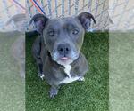 Small #1 American Pit Bull Terrier