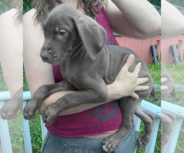 Medium Photo #4 Great Dane Puppy For Sale in SPRAGGS, PA, USA
