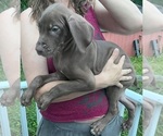 Small #3 Great Dane