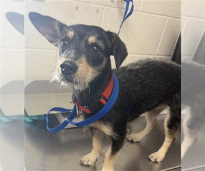Chihuahua-Unknown Mix Dogs for adoption in San Bernardino, CA, USA