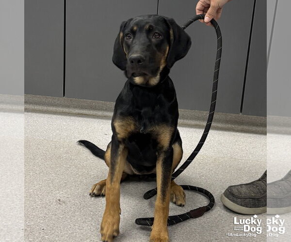 Medium Photo #2 Mutt Puppy For Sale in Washington, DC, USA