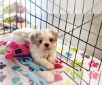 Small #8 Shih Tzu