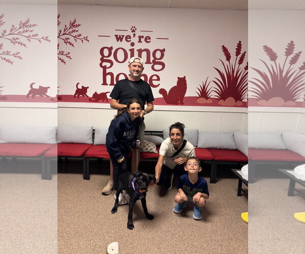 Medium Photo #2 Labrador Retriever-Unknown Mix Puppy For Sale in Sanford, FL, USA