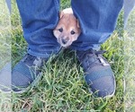 Small Photo #9 Shiba Inu Puppy For Sale in SAN JOSE, CA, USA