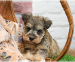 Small #6 Schnauzer (Miniature)