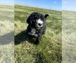 Small Photo #10 Bernedoodle Puppy For Sale in SEYMOUR, IN, USA