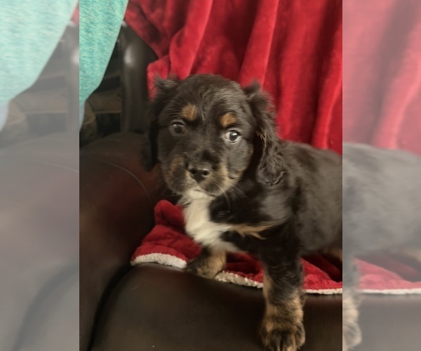 Medium Photo #1 Aussalier Puppy For Sale in MAPLETON, OR, USA