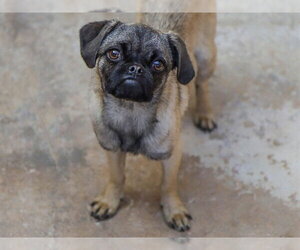 Pug Dogs for adoption in Ojai, CA, USA