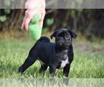 Image preview for Ad Listing. Nickname: Scooby