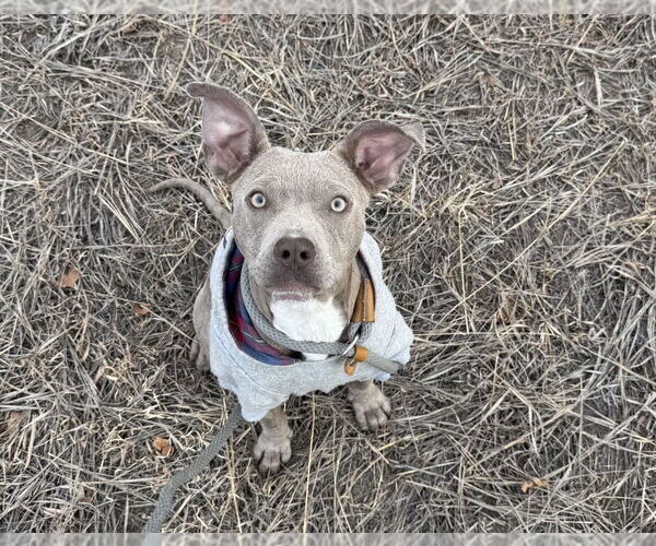 Medium Photo #5 Mutt Puppy For Sale in Lakewood, CO, USA