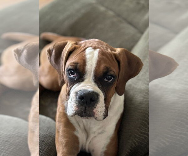 Medium Photo #2 Boxer Puppy For Sale in Woodland, CA, USA
