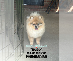 Pomeranian Puppy for sale in BENTONVILLE, AR, USA