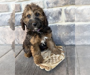 Whoodle (Miniature) Puppy for sale in MIDDLEBURY, IN, USA
