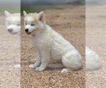 Small #6 Huskies  Mix