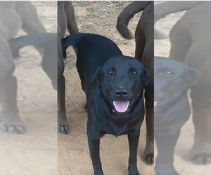 Mother of the Labrador Retriever puppies born on 03/24/2026