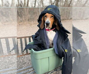 Coonhound Dog for Adoption in Martinsburg, West Virginia USA