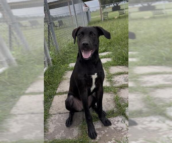 Medium Photo #2 Labrador Retriever Puppy For Sale in Rosenberg, TX, USA