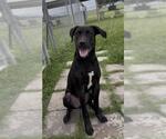 Small #1 Labrador Retriever