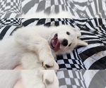 Small Photo #24 Golden Pyrenees-Great Pyrenees Mix Puppy For Sale in RAVENNA, MI, USA