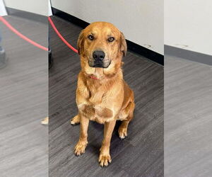 Retriever -Unknown Mix Dogs for adoption in Winter Park, CO, USA